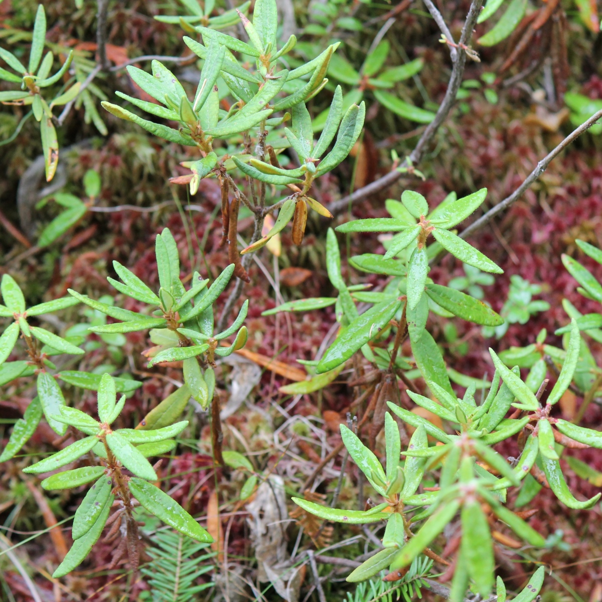 Labrador tea (Rhododendron) copy.jpg